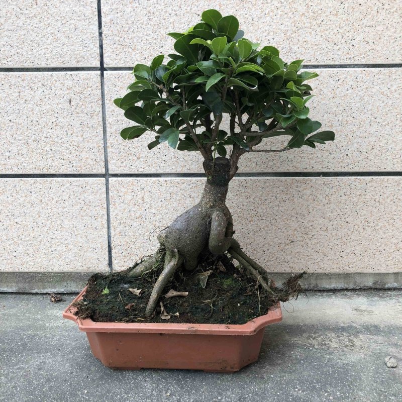 人参榕树盆景小型大型造型榕树绿植包邮