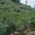 大量出售丹桂小树