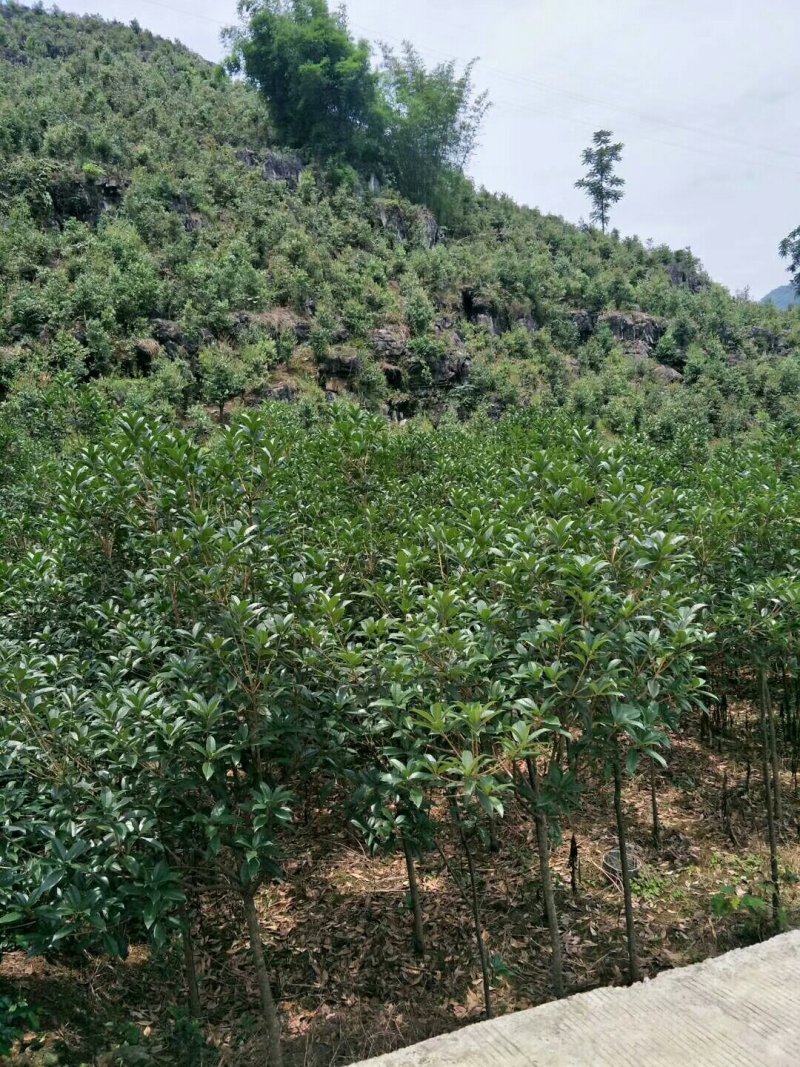 大量出售丹桂小树