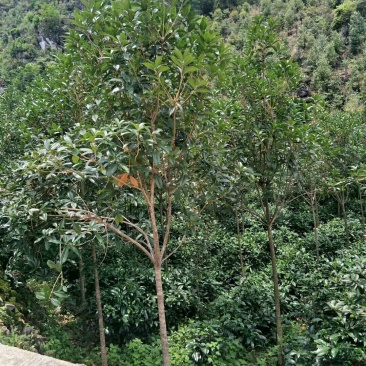 大量出售丹桂小树