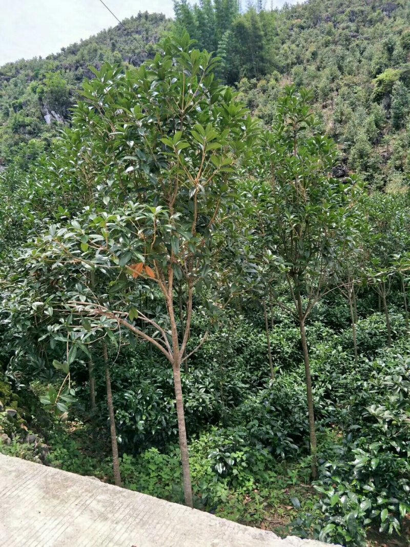 大量出售丹桂小树