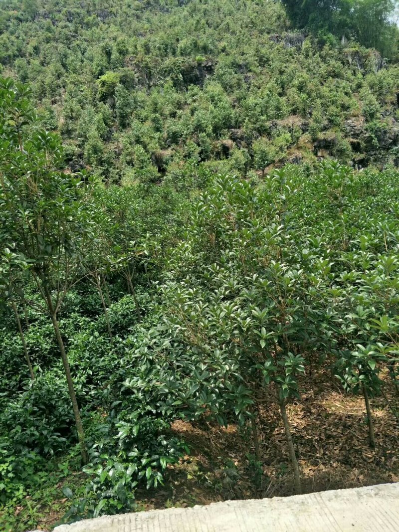 大量出售丹桂小树