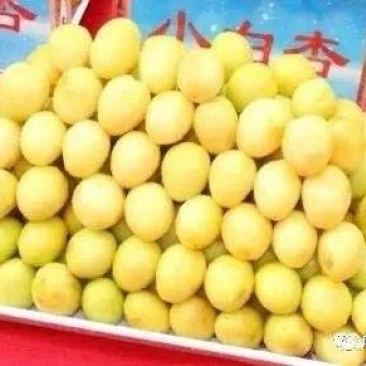 小白杏，