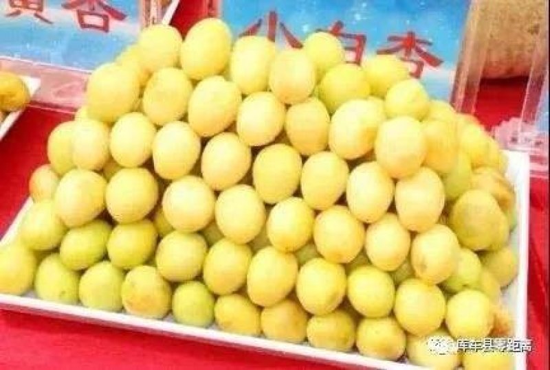 小白杏，