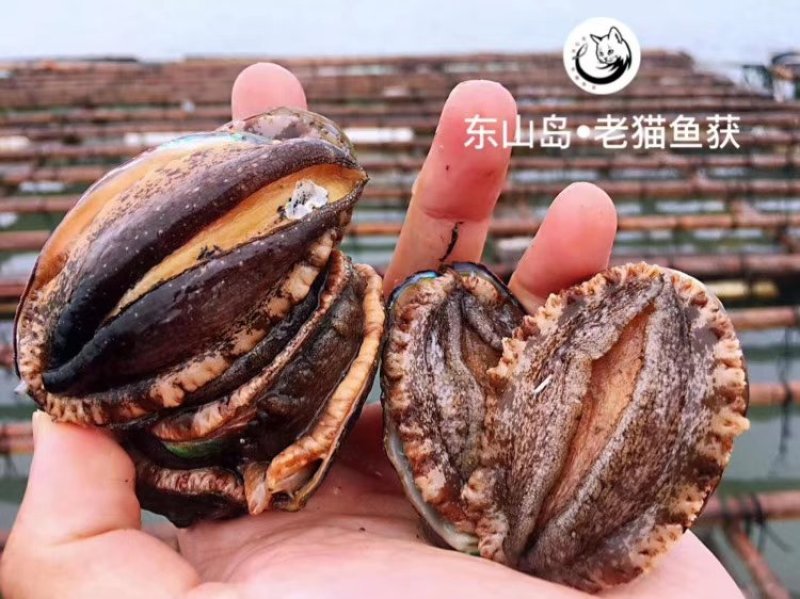 鲍鱼