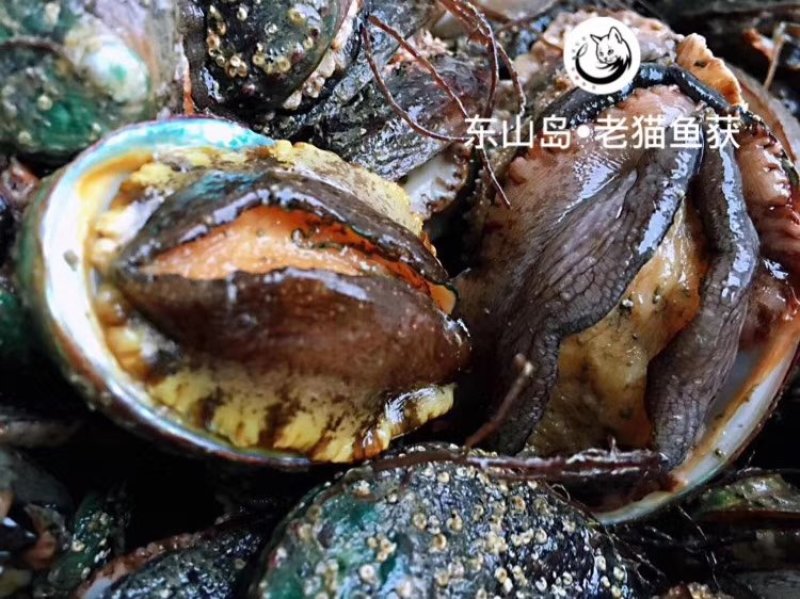 鲍鱼