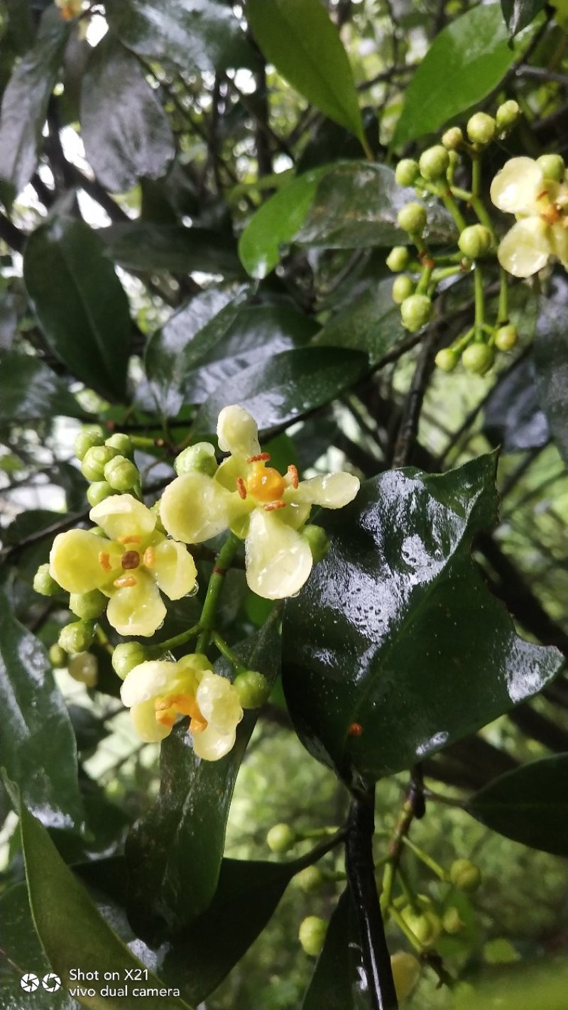 黄金山竹苗阿恰恰超级水果树苗