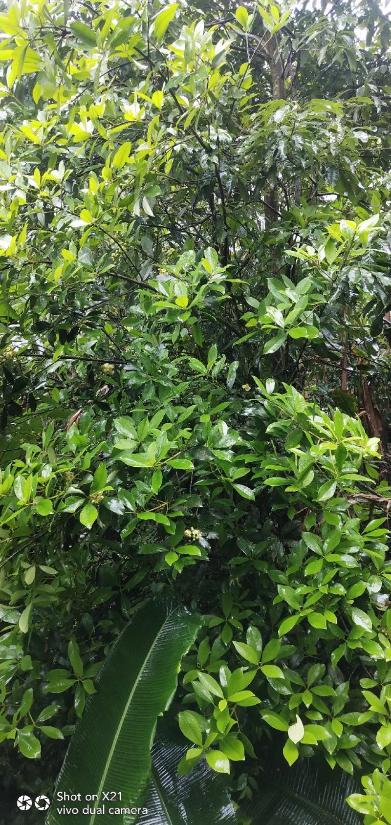 黄金山竹苗阿恰恰超级水果树苗