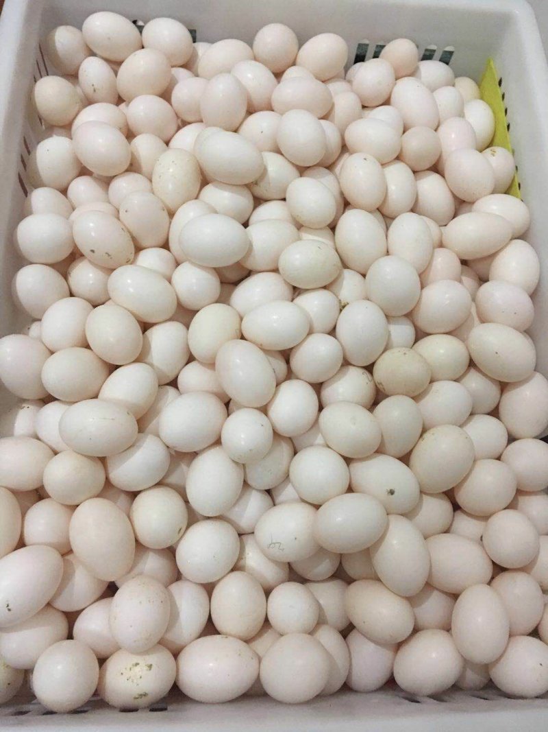 鸽子蛋