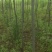 栾树