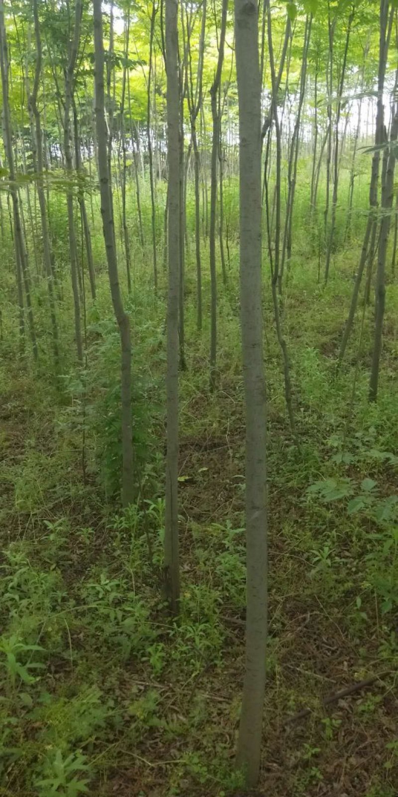 栾树