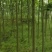 栾树