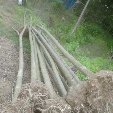 栾树