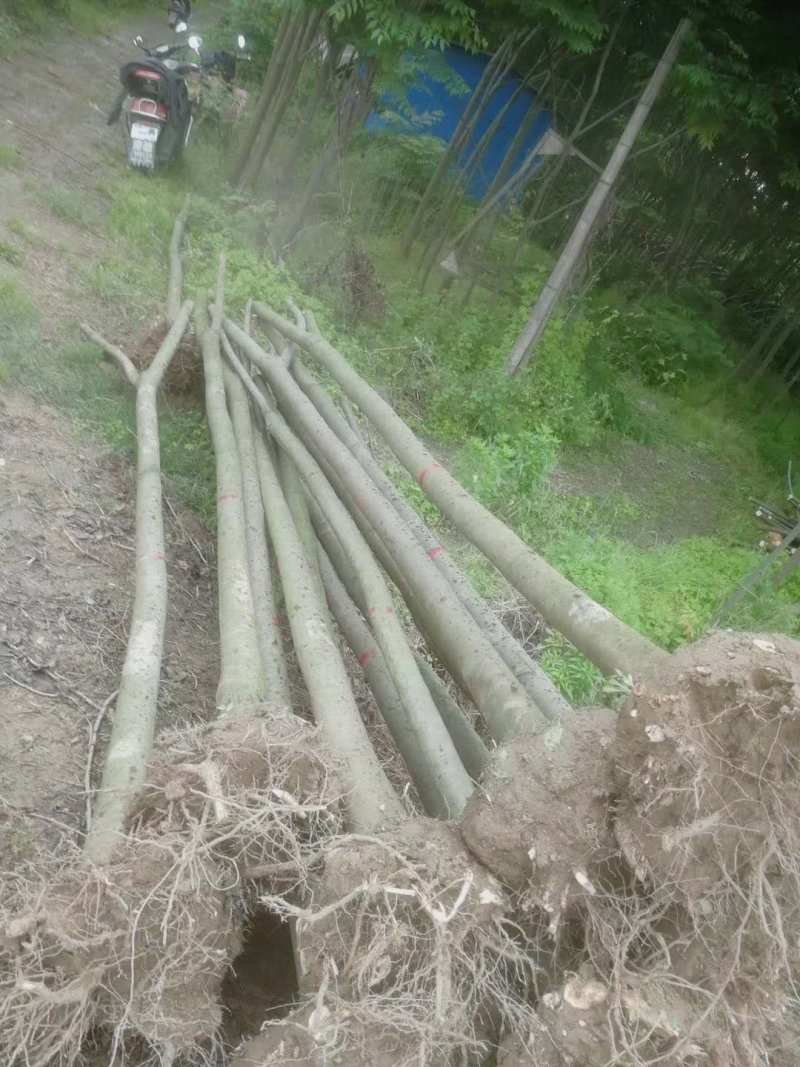 栾树