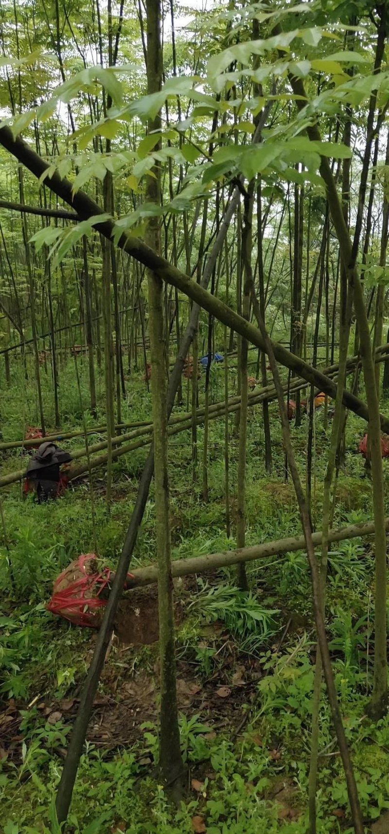栾树