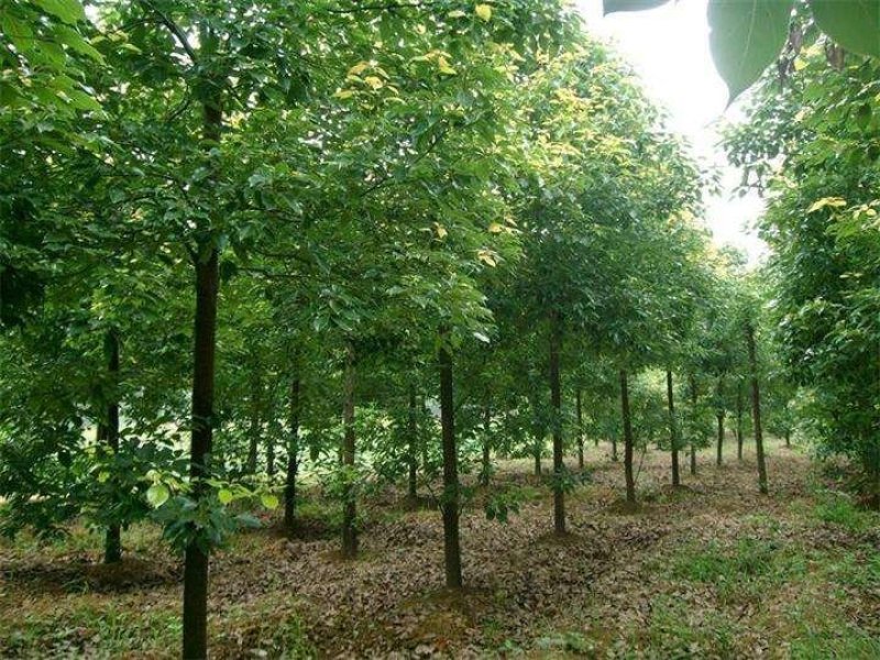 供应5-10公分香樟