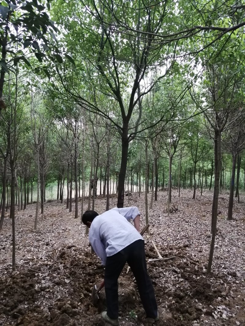 供应5-10公分香樟