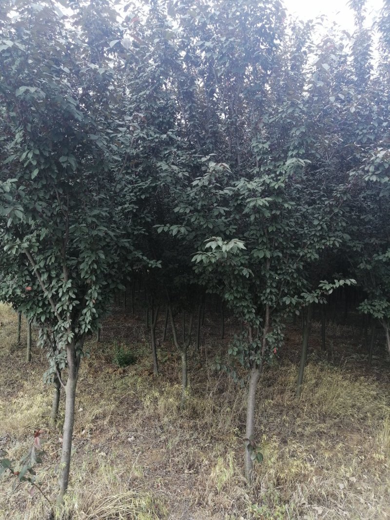 紫叶李、红叶李