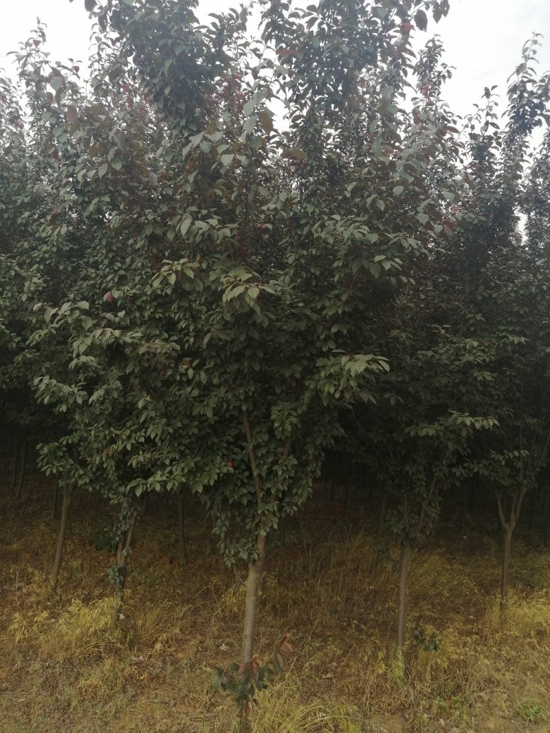 紫叶李、红叶李