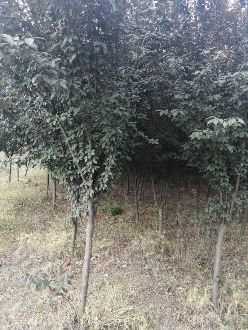 紫叶李、红叶李