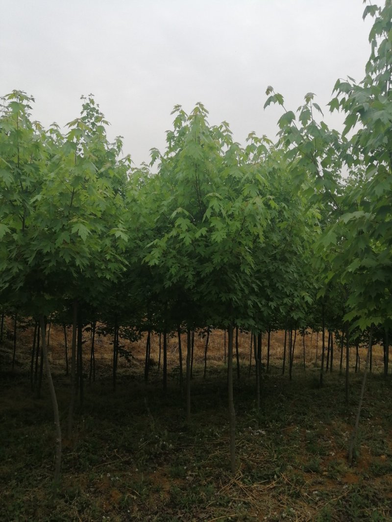 精品美国红枫