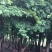 五角枫