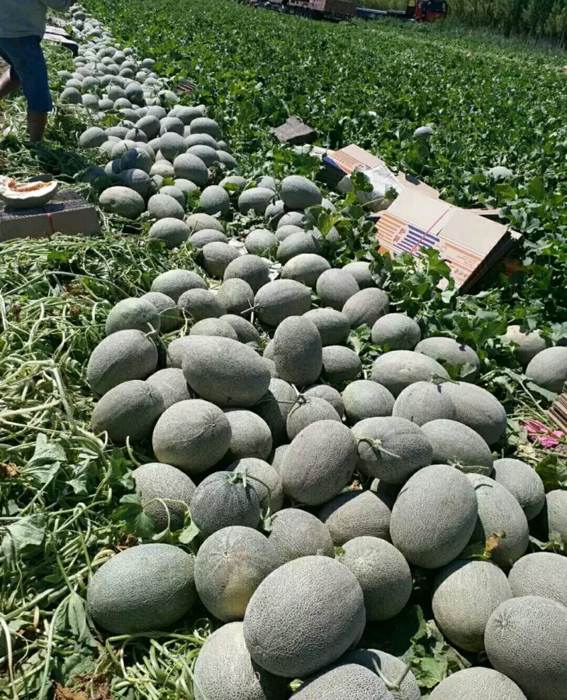 晓蜜25号哈密瓜产地甘肃玉门花海镇胜陇源农业特甜