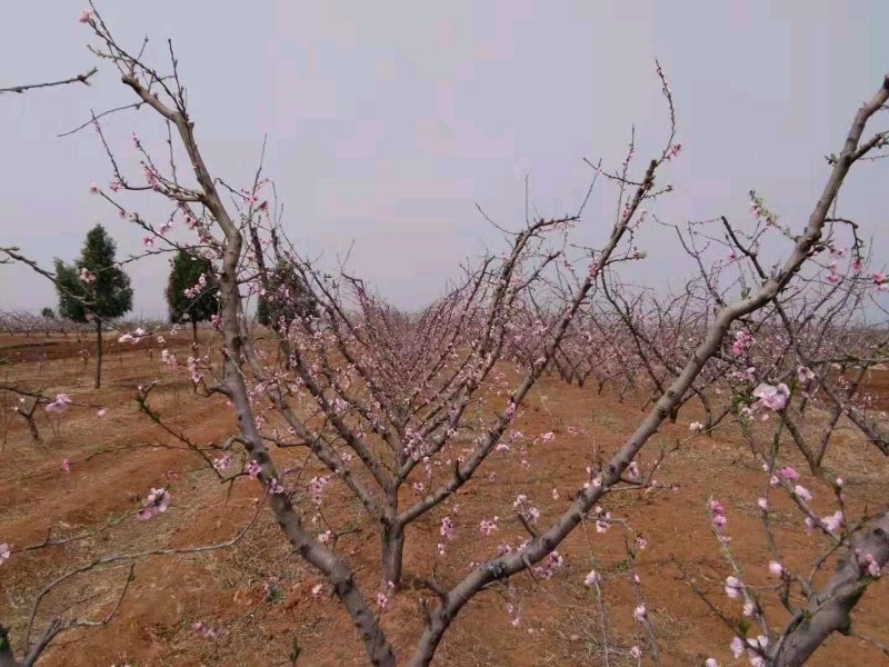 免深耕方案，土壤改良方案，松土。补充微量元素一件可用5亩