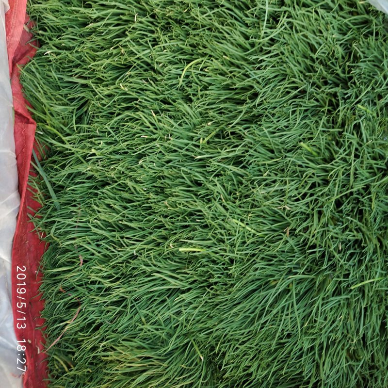 大名红帽蒜苔