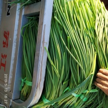 大名红帽蒜苔