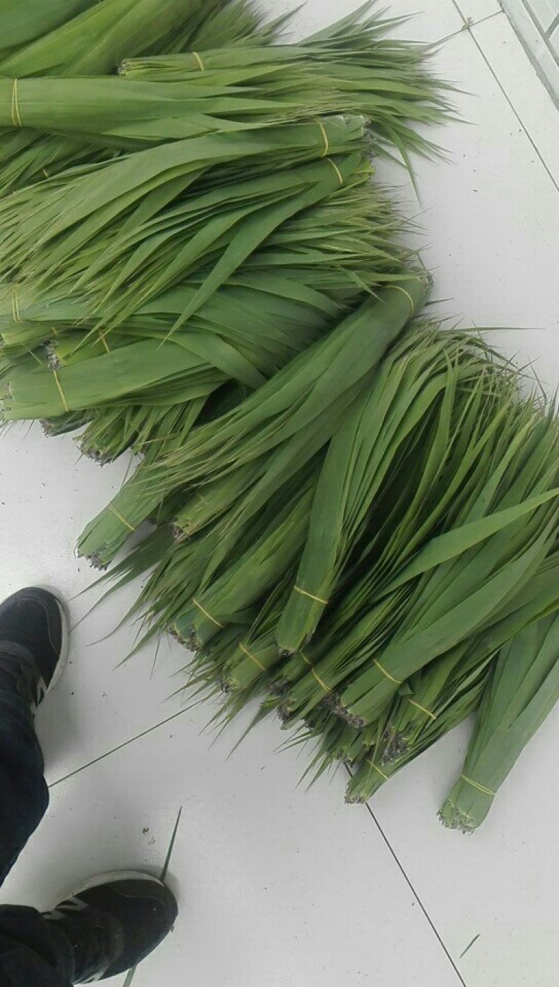 白洋淀苇叶
