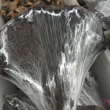 鹿胎益肾壮阳补虚生精月经不调血虚等