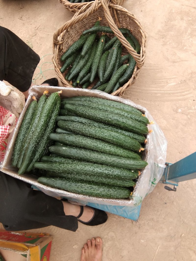 河南鹿邑大棚精品短把密刺黄瓜产地直发商超直供