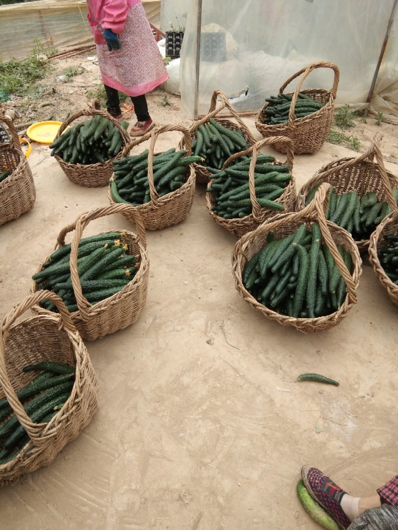 河南鹿邑大棚精品短把密刺黄瓜产地直发商超直供