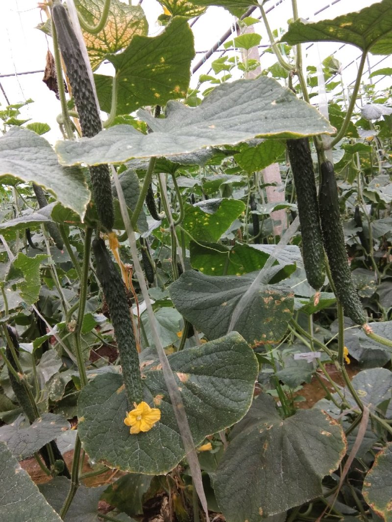 河南鹿邑大棚精品短把密刺黄瓜产地直发商超直供