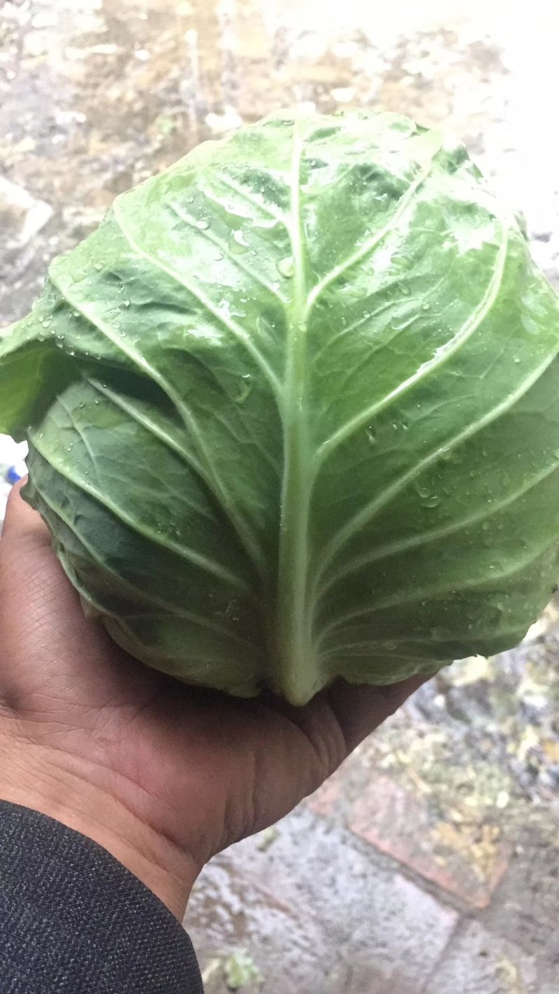 甘蓝大量上市，个头均匀，质量好，需要的联系我大