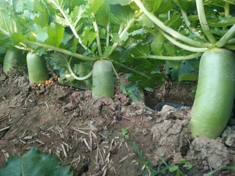 白萝卜【河南开封通许万亩基地直供高质量高标准】