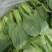 小青菜，质量好，青杆大叶面上海青，油菜量大从优