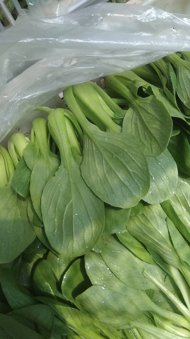 小青菜，质量好，青杆大叶面上海青，油菜量大从优