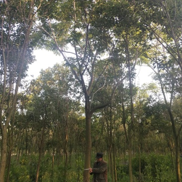 栾树（8-20）公分各种规格栾树大量供应，价格优美。