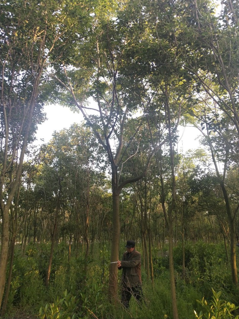 栾树（8-20）公分各种规格栾树大量供应，价格优美。