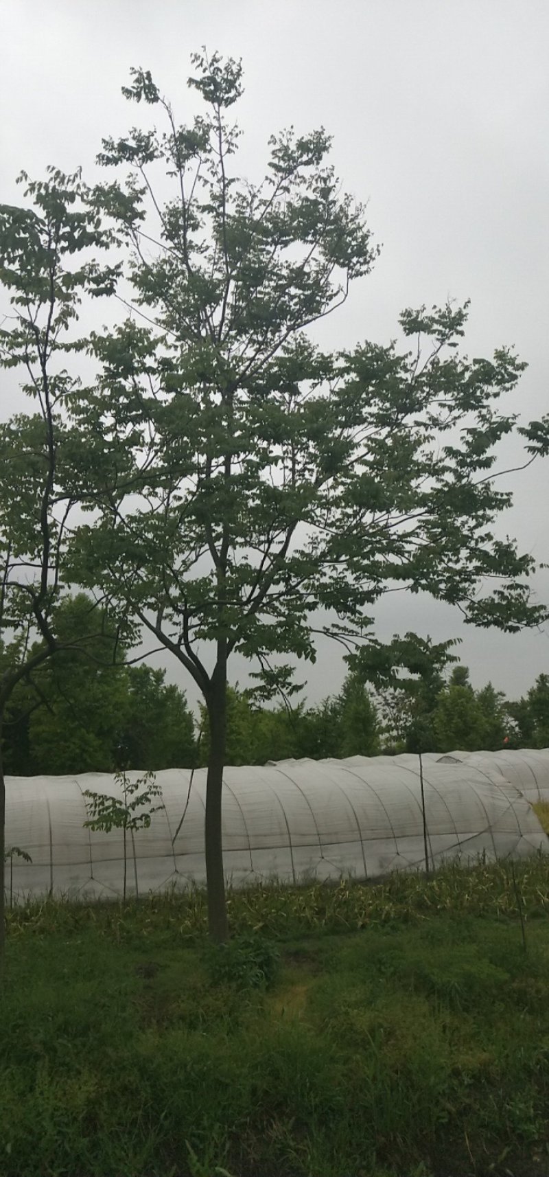 栾树（8-20）公分各种规格栾树大量供应，价格优美。