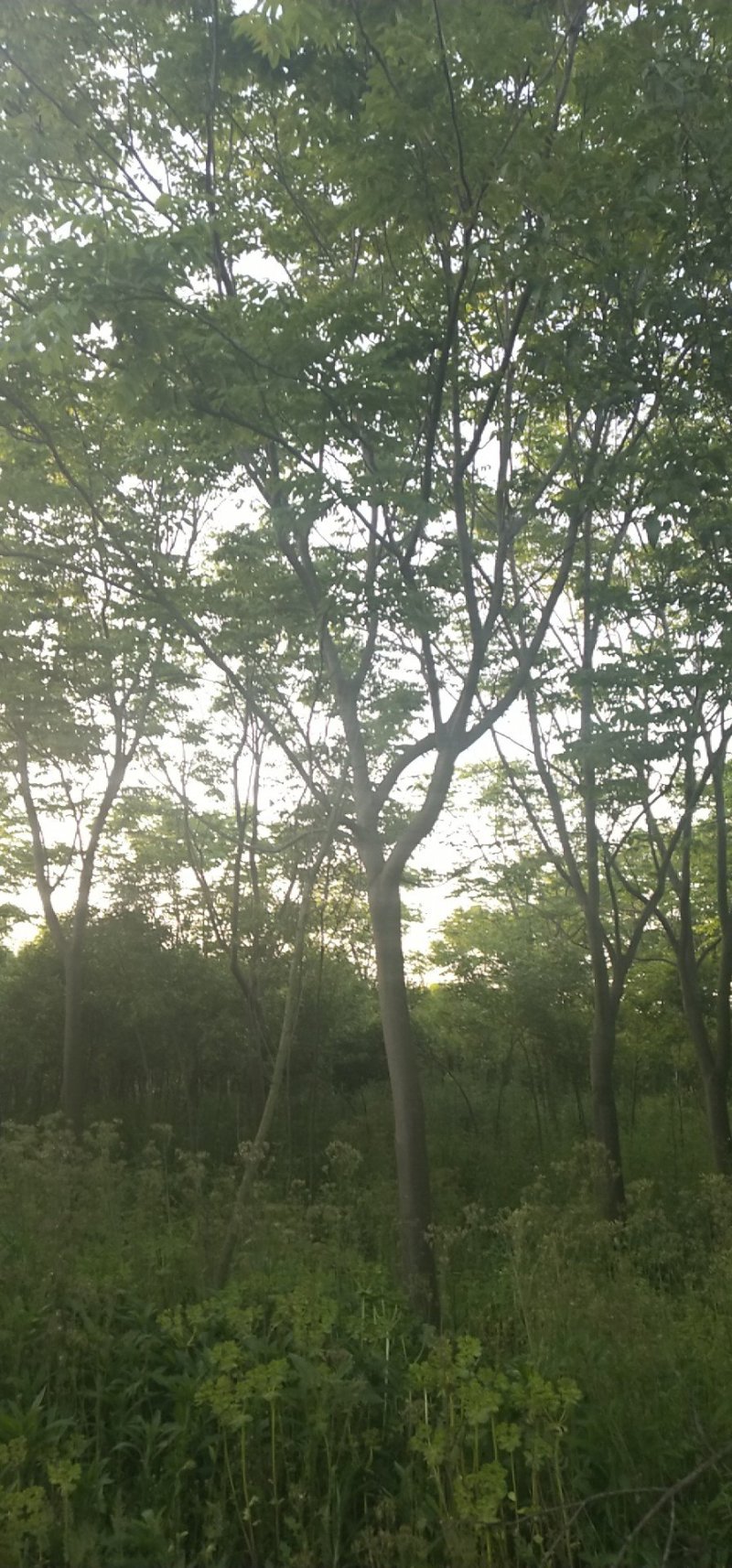 栾树（8-20）公分各种规格栾树大量供应，价格优美。