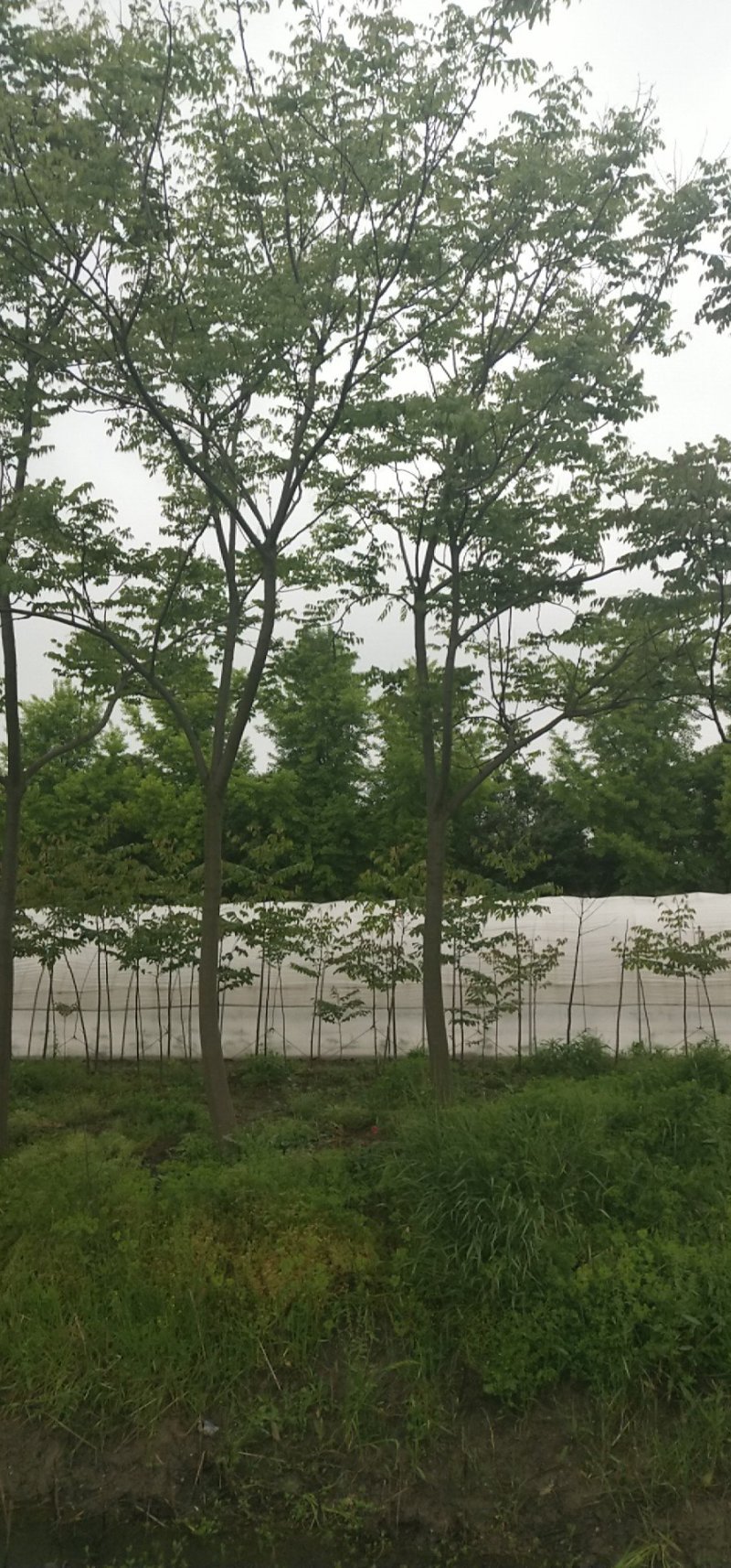 栾树（8-20）公分各种规格栾树大量供应，价格优美。