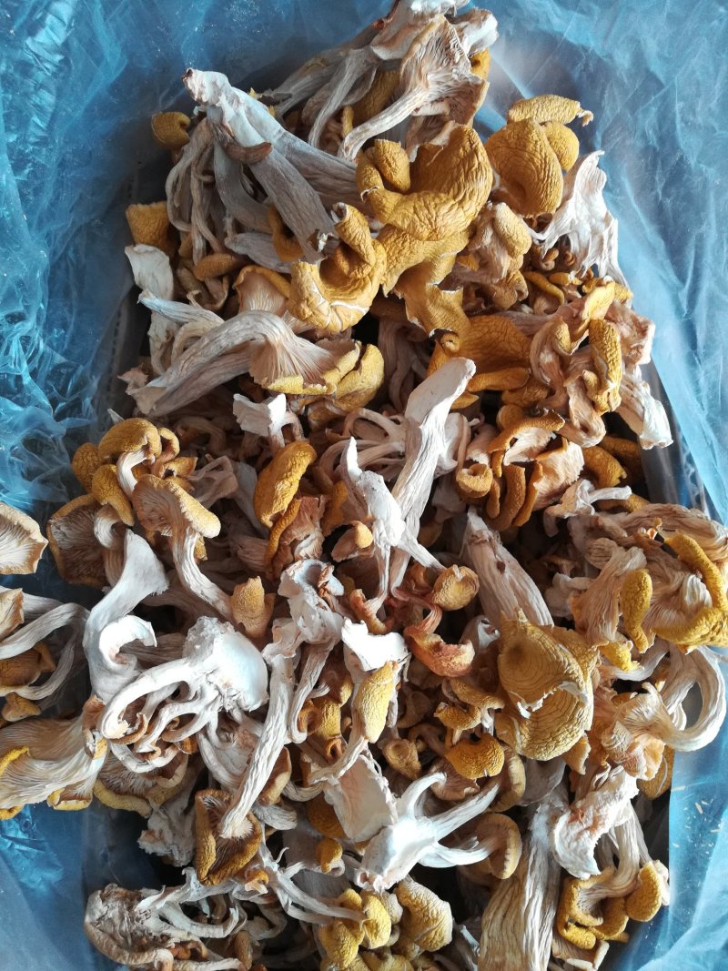 榆黄菇，黄金菇，质优价廉