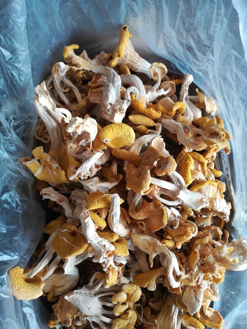 榆黄菇，黄金菇，质优价廉