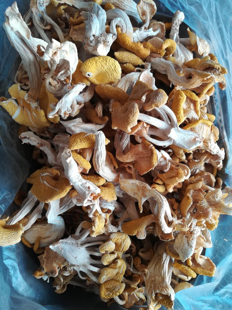榆黄菇，黄金菇，质优价廉