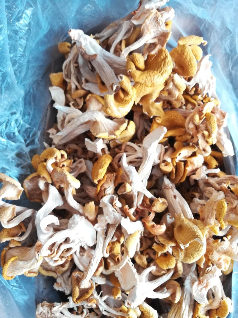 榆黄菇，黄金菇，质优价廉