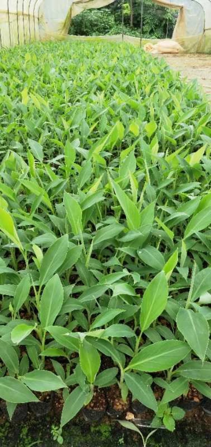 香蕉苗/西贡粉蕉苗/金粉一号蕉苗/桂蕉6号/威廉斯B6