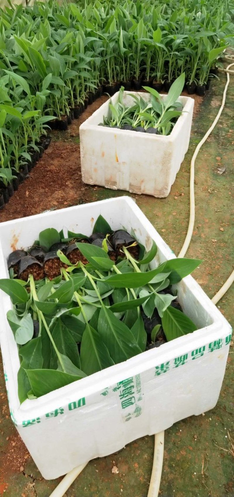 香蕉苗/西贡粉蕉苗/金粉一号蕉苗/桂蕉6号/威廉斯B6